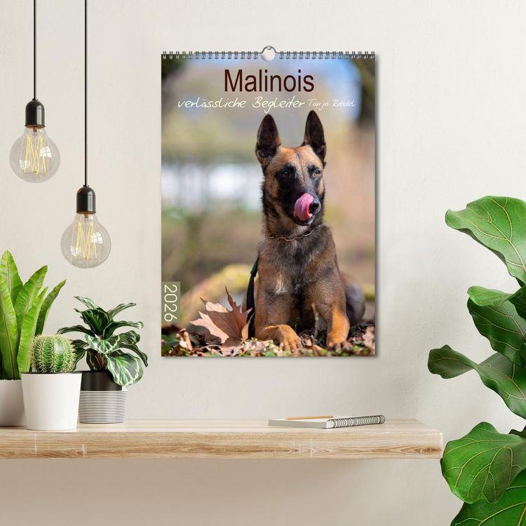 Produktbild: Malinois verl&auml;ssliche Begleiter (Wandkalender 2026 DIN A3 hoch), CALVENDO Monatskalender