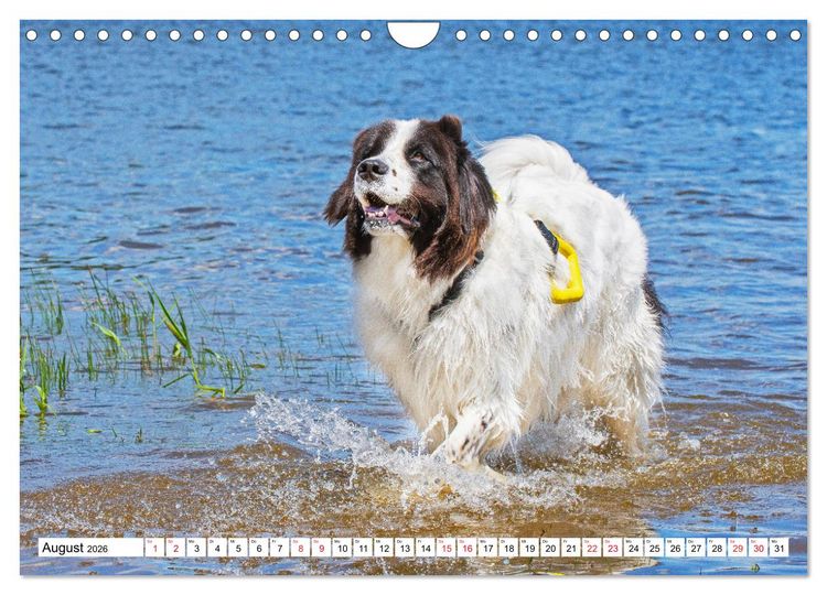 Produktbild: Traumhund Landseer (Wandkalender 2026 DIN A4 quer), CALVENDO Monatskalender