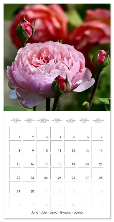 Produktbild: LE PARFUM ENVO&Ucirc;TANT DES ROSES (Calendrier mural carr&eacute; 2026 30x30 cm) Calendrier double avec une page pour vos prises de notes