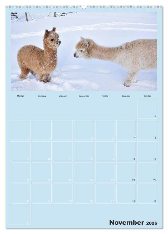 Produktbild: Alpakas zum Verlieben (hochwertiger Premium Wandkalender 2026 DIN A2 hoch), Kunstdruck in Hochglanz