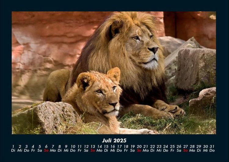 Produktbild: L&ouml;wen in der Wildnis 2025 Fotokalender DIN A4