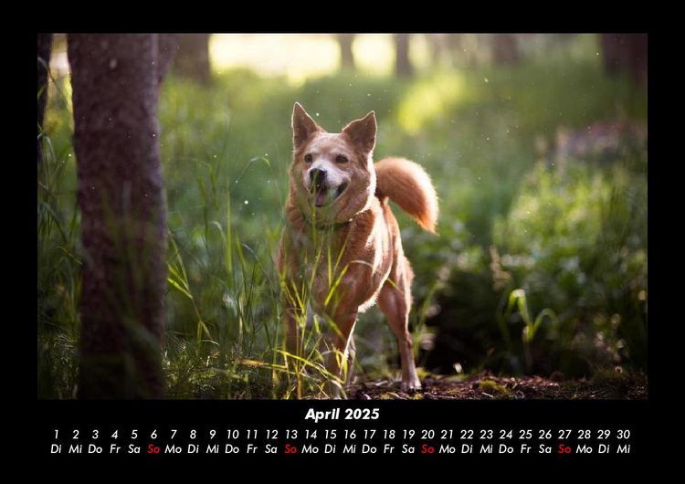 Produktbild: Waldzauber 2025 Fotokalender DIN A3