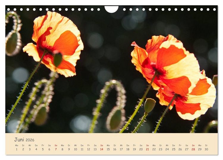 Produktbild: Mohnblumen - rote Sch&ouml;nheiten (Wandkalender 2026 DIN A4 quer), CALVENDO Monatskalender