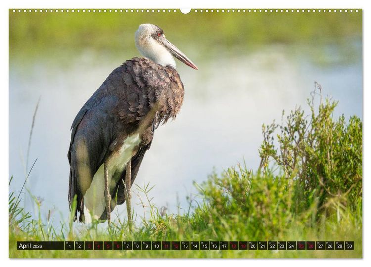 Produktbild: Safari Afrika (hochwertiger Premium Wandkalender 2026 DIN A2 quer), Kunstdruck in Hochglanz