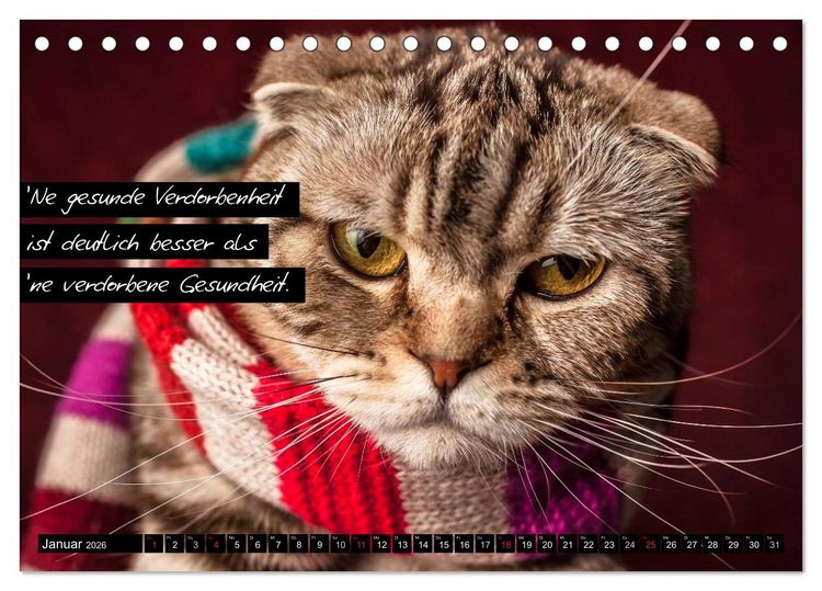 Produktbild: Der "philosophische" Katzenkalender 2026 (Tischkalender 2026 DIN A5 quer), CALVENDO Monatskalender