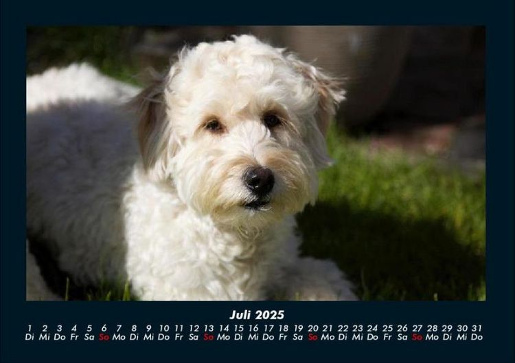Produktbild: Welpen 2025 Fotokalender DIN A4