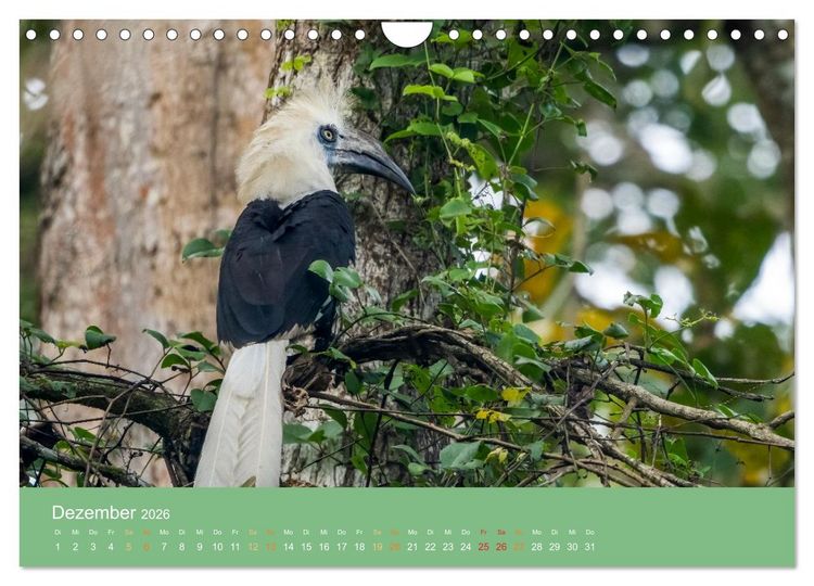 Produktbild: Zwischen Nebel und Baumriesen - V&ouml;gel Borneos (Wandkalender 2026 DIN A4 quer), CALVENDO Monatskalender