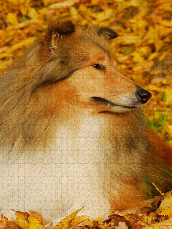 Produktbild: CALVENDO Puzzle Collie - Herbstfarben | 1000 Teile Lege-Gr&ouml;&szlig;e 64x48cm Foto-Puzzle f&uuml;r gl&uuml;ckliche Stunden