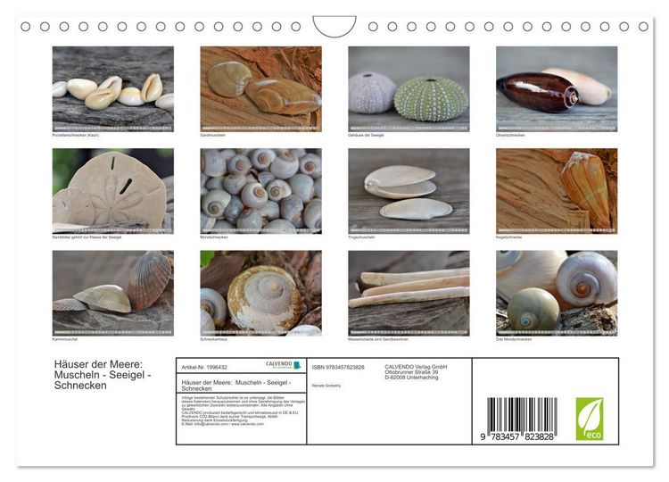 Produktbild: H&auml;user der Meere: Muscheln - Seeigel - Schnecken (Wandkalender 2026 DIN A4 quer), CALVENDO Monatskalender