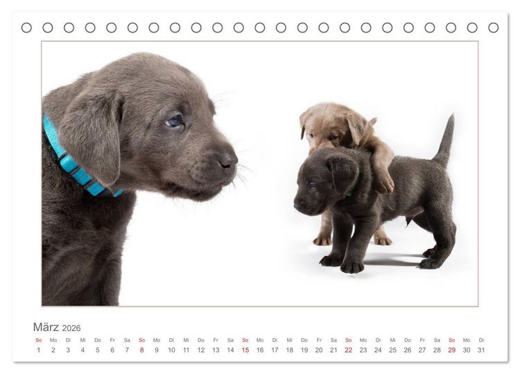 Produktbild: Labradorwelpen - Freunde f&uuml;rs Leben (Tischkalender 2026 DIN A5 quer), CALVENDO Monatskalender