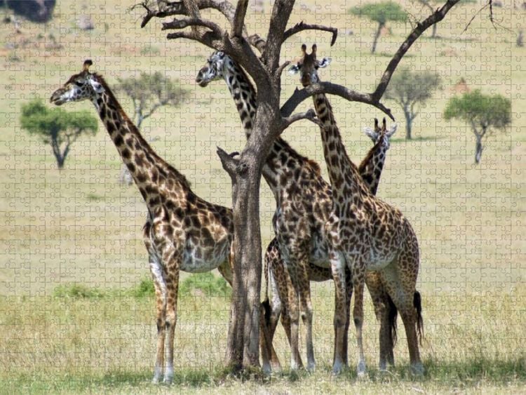 Produktbild: CALVENDO Puzzle Giraffen in der Masai Mara | 1000 Teile Lege-Gr&ouml;&szlig;e 64x48cm Foto-Puzzle f&uuml;r gl&uuml;ckliche Stunden