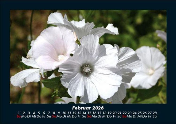 Produktbild: Blumentr&auml;ume 2026 Fotokalender DIN A5