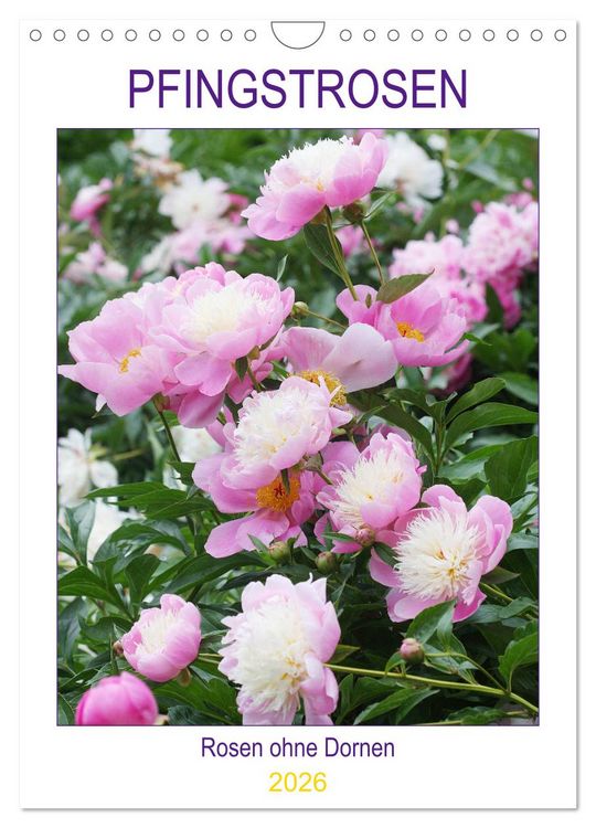 Produktbild: Pfingstrosen Rosen ohne Dornen (Wandkalender 2026 DIN A4 hoch), CALVENDO Monatskalender