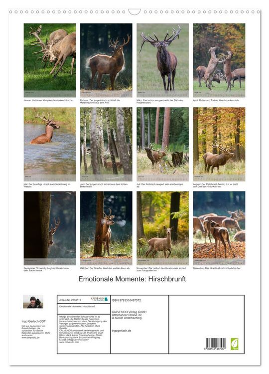 Produktbild: Emotionale Momente: Hirschbrunft (Wandkalender 2026 DIN A2 hoch), CALVENDO Monatskalender