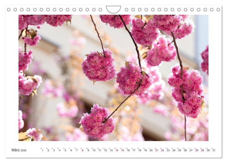 Produktbild: Japanische Kirschbl&uuml;te in Bonn (Wandkalender 2026 DIN A4 quer), CALVENDO Monatskalender