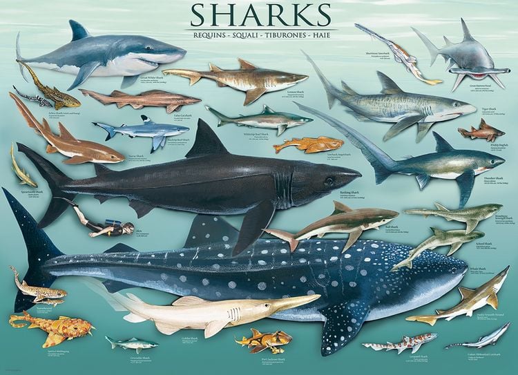 Produktbild: Sharks