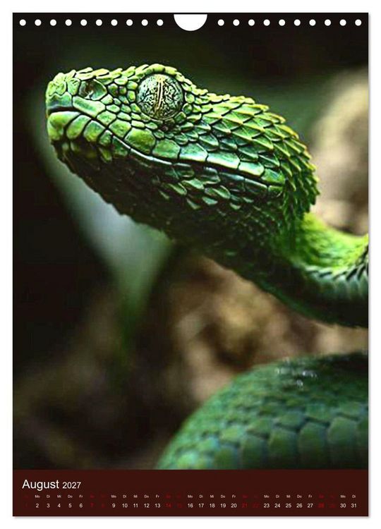 Produktbild: The Power Of Snake (Wandkalender 2027 DIN A4 hoch), CALVENDO Monatskalender