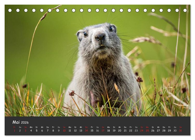 Produktbild: Am Gro&szlig;glockner (Tischkalender 2026 DIN A5 quer), CALVENDO Monatskalender