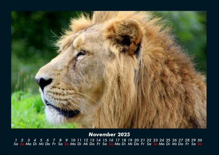 Produktbild: L&ouml;wen in der Wildnis 2025 Fotokalender DIN A4