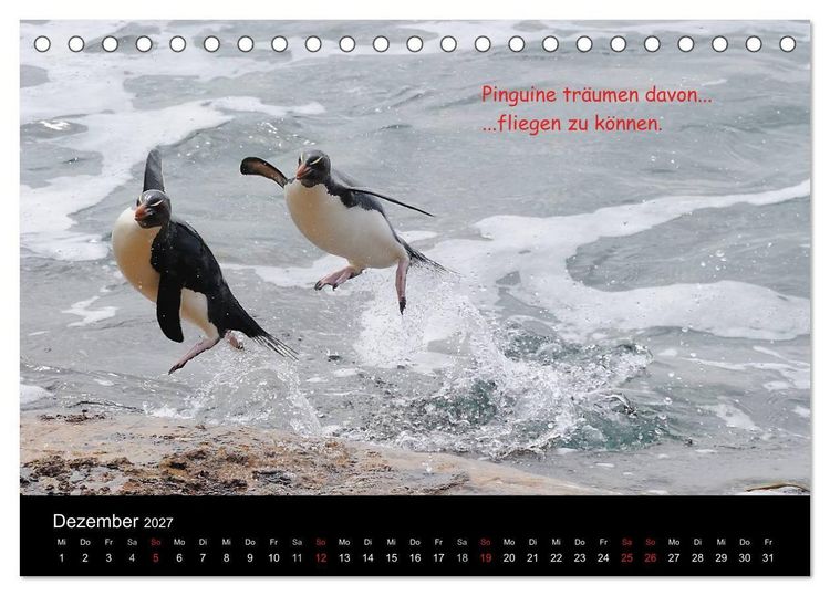 Produktbild: Wovon Pinguine tr&auml;umen (Tischkalender 2027 DIN A5 quer), CALVENDO Monatskalender