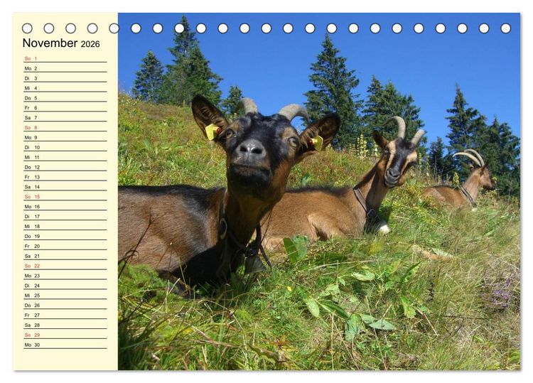 Produktbild: Ziegen. Lustige Ausbruchsk&uuml;nstler (Tischkalender 2026 DIN A5 quer), CALVENDO Monatskalender