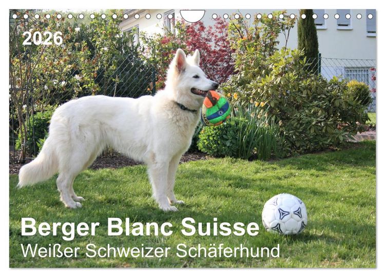 Produktbild: Berger Blanc Suisse - Wei&szlig;er Schweizer Sch&auml;ferhund (Wandkalender 2026 DIN A4 quer), CALVENDO Monatskalender