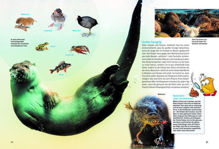 Produktbild: Entdecke die Otter
