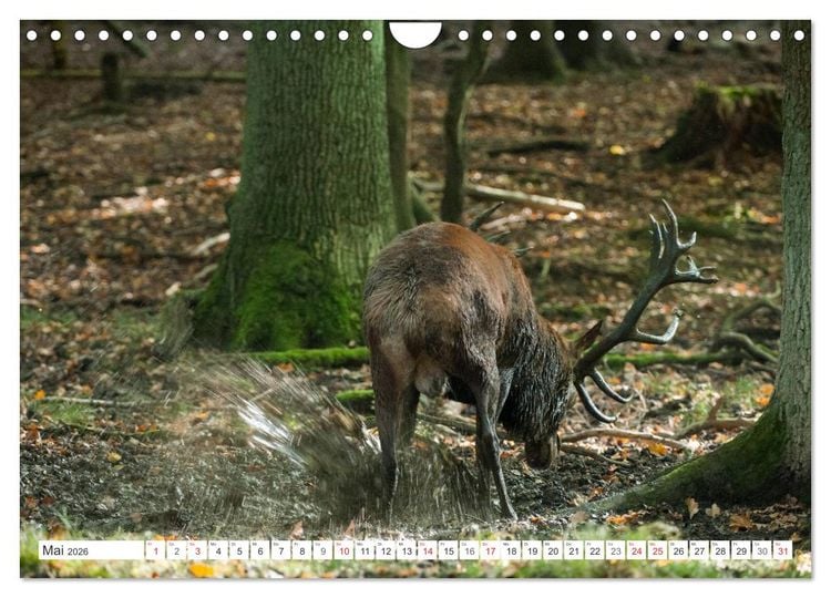 Produktbild: Emotionale Momente: Hirschbrunft (Wandkalender 2026 DIN A4 quer), CALVENDO Monatskalender