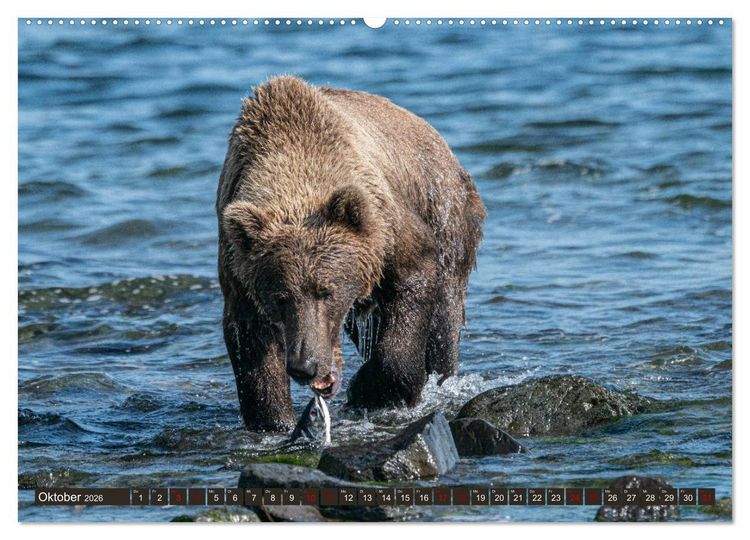 Produktbild: Grizzlyb&auml;ren im Katmai Nationalpark Alaska (Wandkalender 2026 DIN A2 quer), CALVENDO Monatskalender