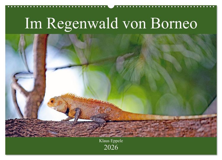 Produktbild: Im Regenwald von Borneo (Wandkalender 2026 DIN A2 quer), CALVENDO Monatskalender
