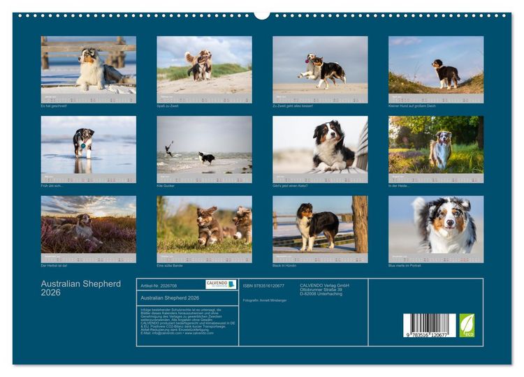 Produktbild: Australian Shepherd 2026 (Wandkalender 2026 DIN A2 quer), CALVENDO Monatskalender