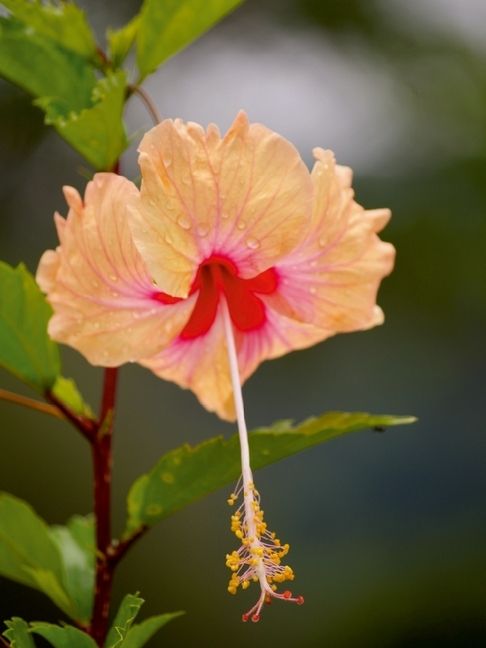 Produktbild: CALVENDO Puzzle Ein Motiv aus dem Kalender Zarte Sch&ouml;nheiten - Herrliche Hibiskusbl&uuml;ten | 1000 Teile Lege-Gr&ouml;&szlig;e 64x48cm Foto-Puzzle f&uuml;r gl&uuml;ckliche Stunden