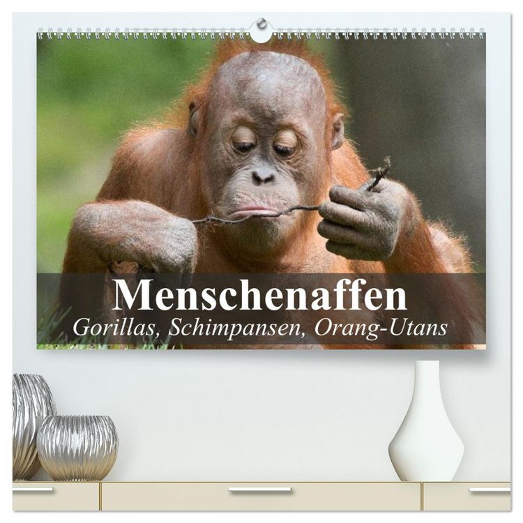 Produktbild: Menschenaffen. Gorillas, Schimpansen, Orang-Utans (hochwertiger Premium Wandkalender 2026 DIN A2 quer), Kunstdruck in Hochglanz
