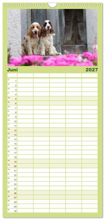 Produktbild: Familienplaner 2027 - English Cocker Spaniel - Fr&ouml;hliche Gesellen mit 5 Spalten (Wandkalender, 21 x 45 cm) CALVENDO