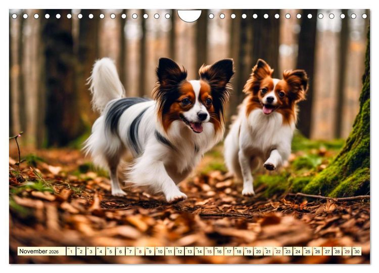 Produktbild: Papillon - bringt jedes Herz zum Schmelzen (Wandkalender 2026 DIN A4 quer), CALVENDO Monatskalender