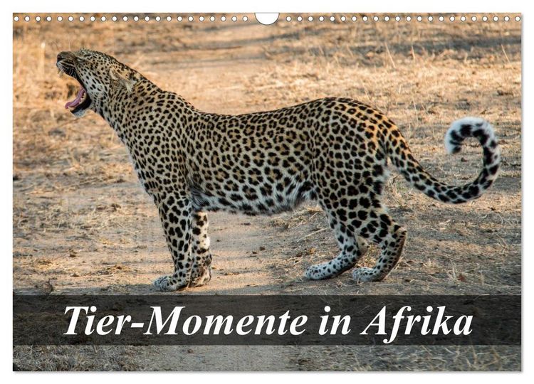 Produktbild: Tier-Momente in Afrika (Wandkalender 2026 DIN A3 quer), CALVENDO Monatskalender
