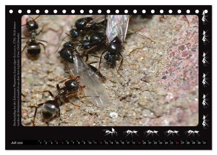 Produktbild: AntsNature - Faszination Ameisen (Tischkalender 2026 DIN A5 quer), CALVENDO Monatskalender
