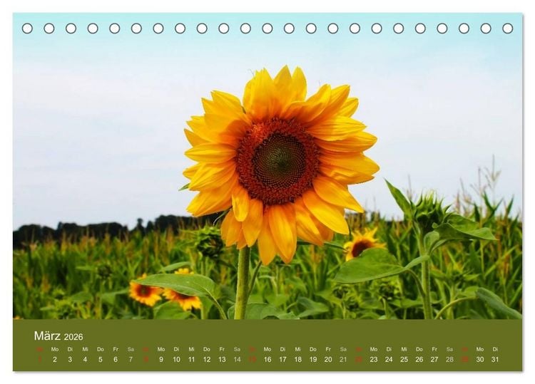 Produktbild: Sonnenblumen - die Blumen der Lebensfreude (Tischkalender 2026 DIN A5 quer), CALVENDO Monatskalender