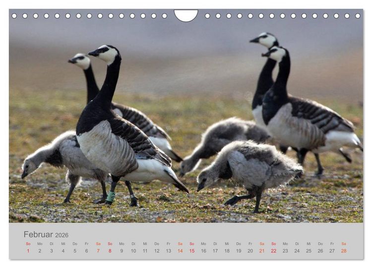 Produktbild: Spitzbergen 80&deg; Nord (Wandkalender 2026 DIN A4 quer), CALVENDO Monatskalender