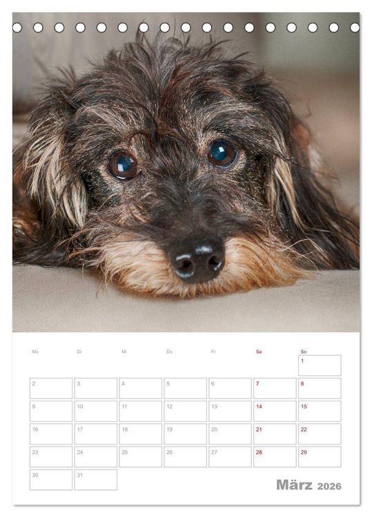 Produktbild: Dackelportraits (Tischkalender 2026 DIN A5 hoch), CALVENDO Monatskalender