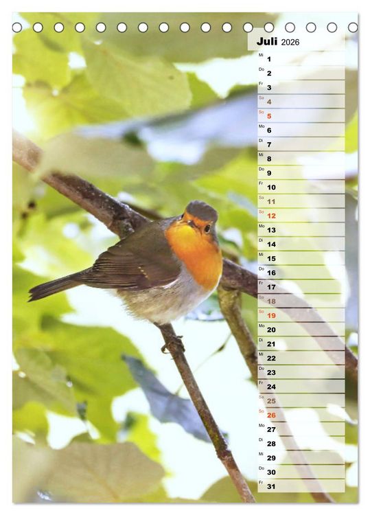 Produktbild: Niedliche Rotkehlchen (Tischkalender 2026 DIN A5 hoch), CALVENDO Monatskalender