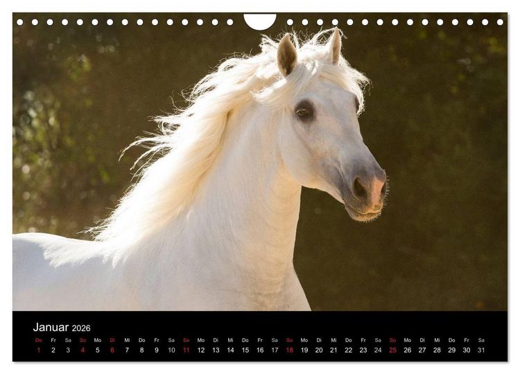 Produktbild: Spaniens stolze Pferde (Wandkalender 2026 DIN A4 quer), CALVENDO Monatskalender