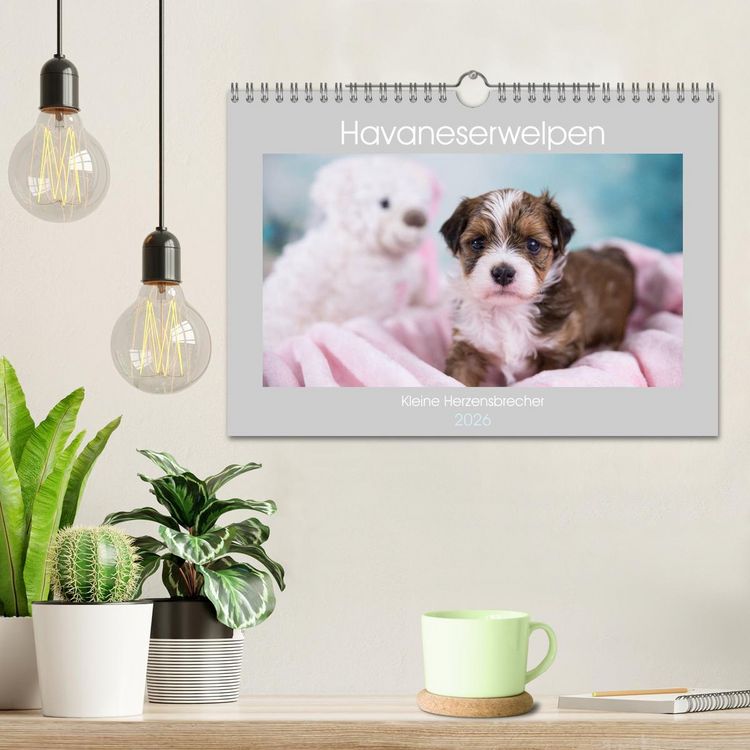 Produktbild: Havaneserwelpen - Kleine Herzensbrecher (Wandkalender 2026 DIN A4 quer), CALVENDO Monatskalender