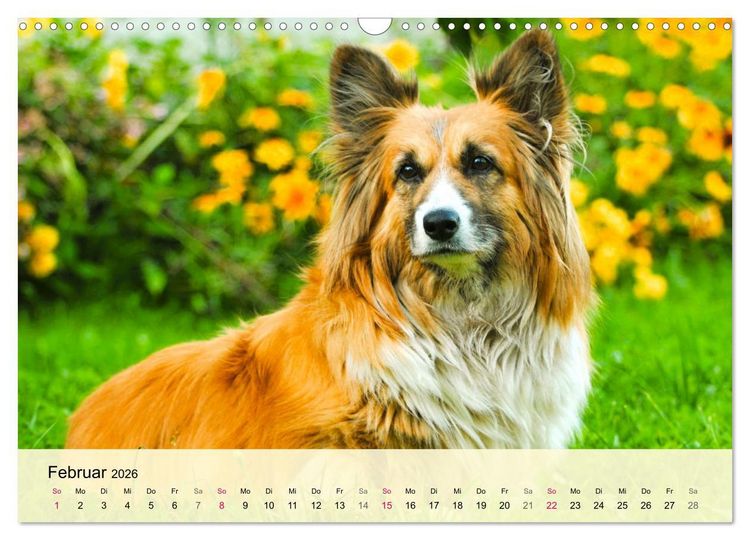 Produktbild: Welsh Corgi. Zauberhafter Dickkopf auf kurzen Beinen (Wandkalender 2026 DIN A3 quer), CALVENDO Monatskalender