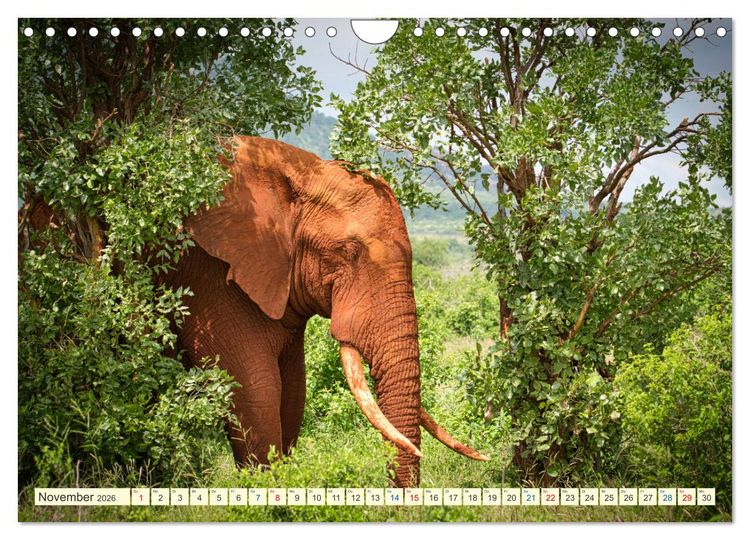 Produktbild: Die Riesen der Savanne (Wandkalender 2026 DIN A4 quer), CALVENDO Monatskalender