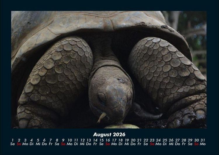 Produktbild: Schildkr&ouml;tenzauber 2026 Fotokalender DIN A4