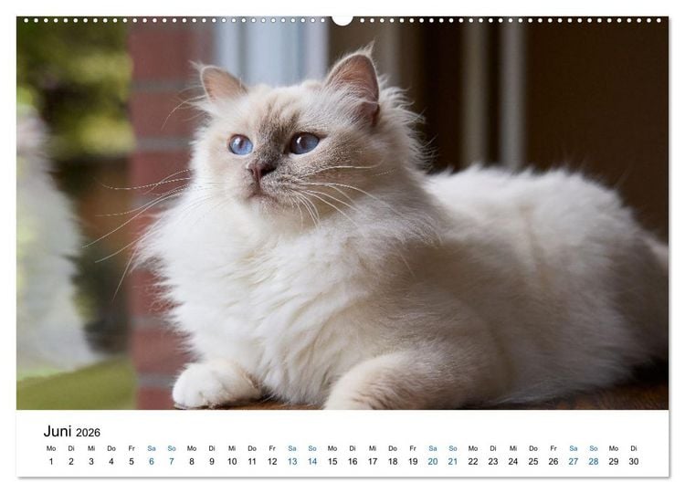 Produktbild: Heilige Birma Katzen mit traumhaft blauen Augen und wei&szlig;en Pf&ouml;tchen (Wandkalender 2026 DIN A2 quer), CALVENDO Monatskalender