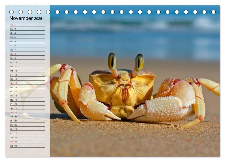Produktbild: Krabben. Witzige Monster (Tischkalender 2026 DIN A5 quer), CALVENDO Monatskalender