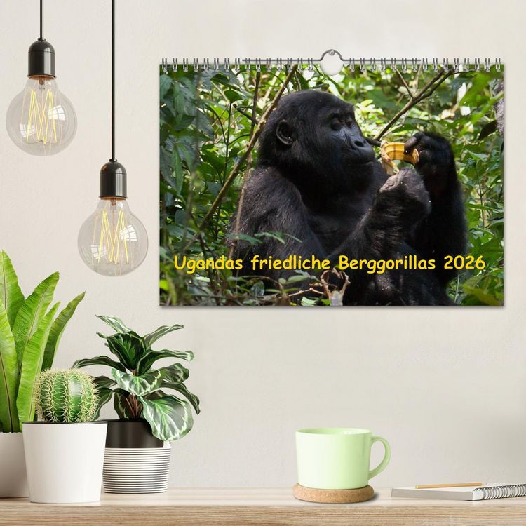 Produktbild: Ugandas friedliche Berggorillas (Wandkalender 2026 DIN A4 quer), CALVENDO Monatskalender