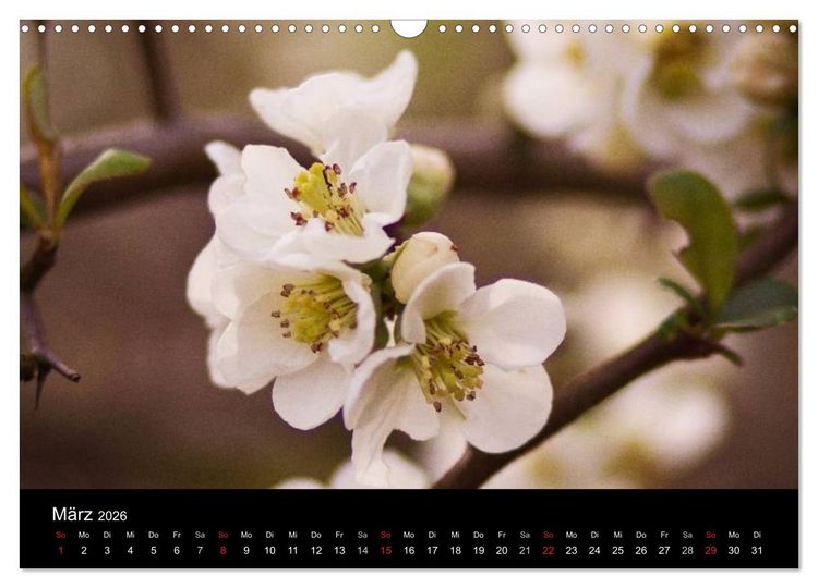 Produktbild: Bl&uuml;tenzauber 2026 (Wandkalender 2026 DIN A3 quer), CALVENDO Monatskalender